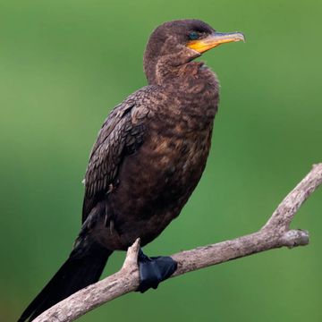 Phalacrocorax brasilianus