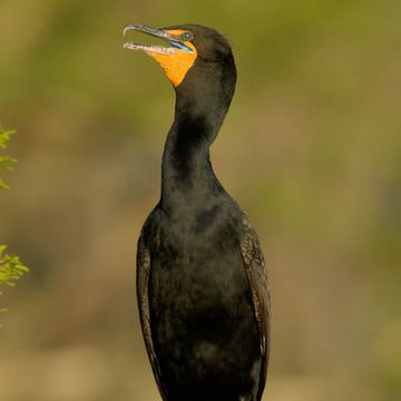 Double-crested Cormorant