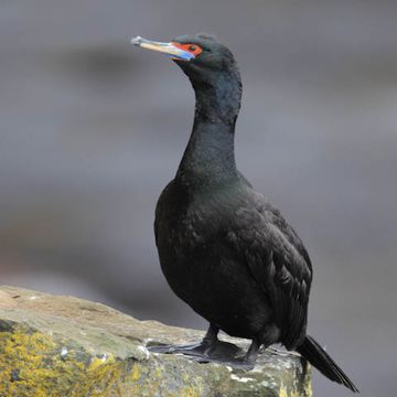 Red-faced Cormorant