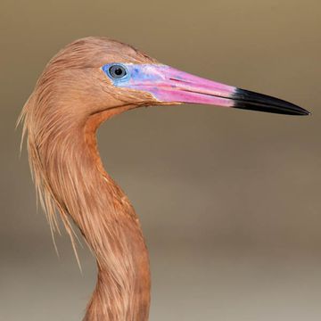 Reddish Egret