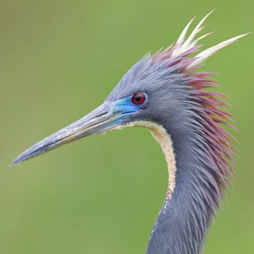 Egretta tricolor