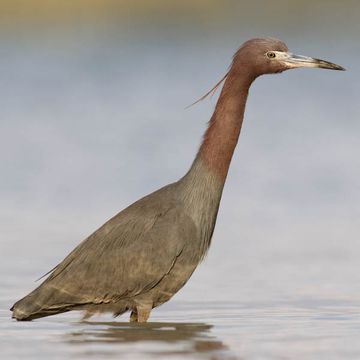 Egretta caerulea