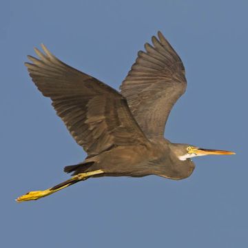 Western Reef-egret