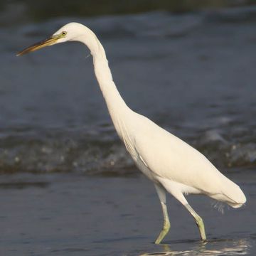 Chinese Egret