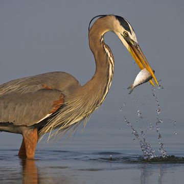 Great Blue Heron