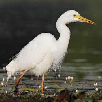 Mittelreiher