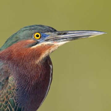 Butorides virescens