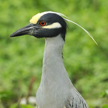 Yellow-crowned Night-heron