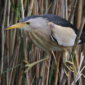 Least Bittern