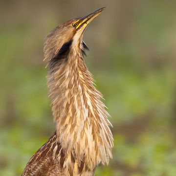 Nordamerikanische Rohrdommel