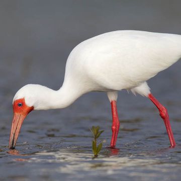 White Ibis