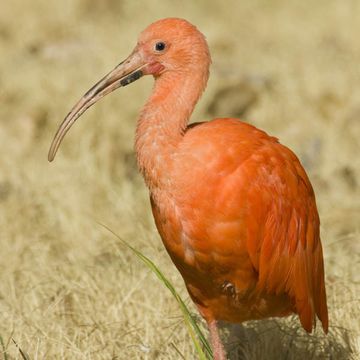 Scarlet Ibis