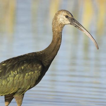 White-faced Ibis