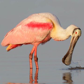 Roseate Spoonbill