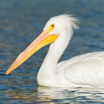 American White Pelican