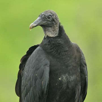 Black Vulture