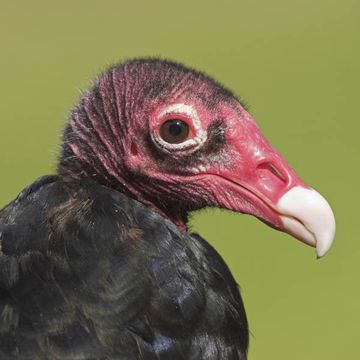 Turkey Vulture