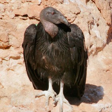 California Condor