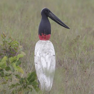 Jabiru