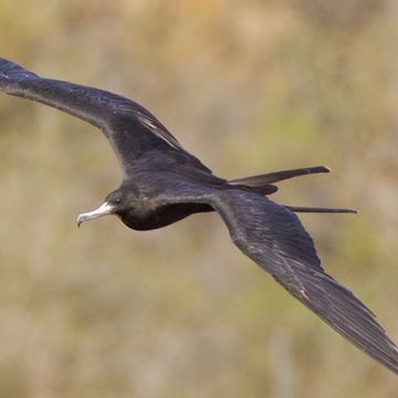 Prachtfregattvogel