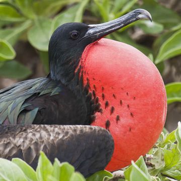 Bindenfregattvogel