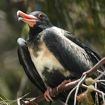 Lesser Frigatebird