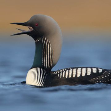 Pacific Loon