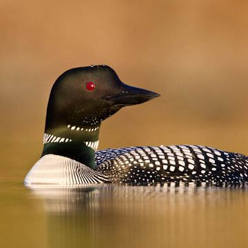 Common Loon