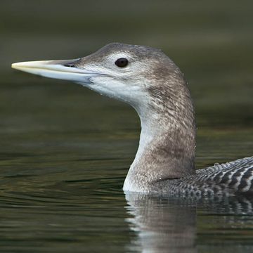 Yellow-billed Loon