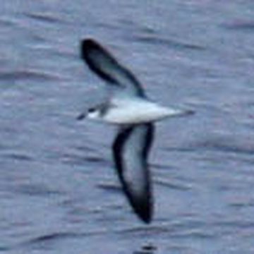 Black-winged Petrel