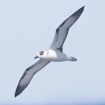 White-necked Petrel