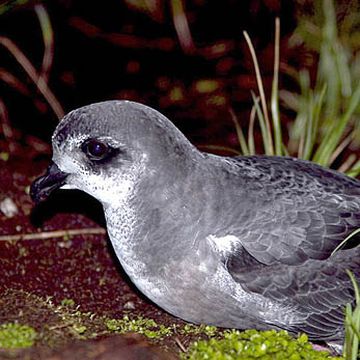 Mottled Petrel