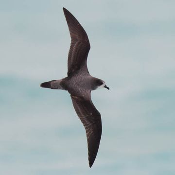 Bonin Petrel