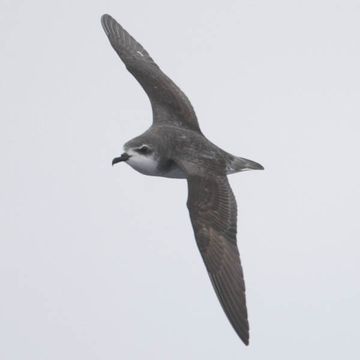 Cook's Petrel