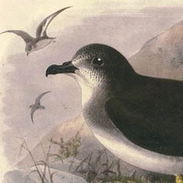 Herald Petrel