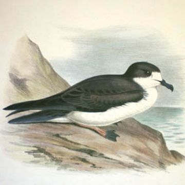 Hawaiian Petrel