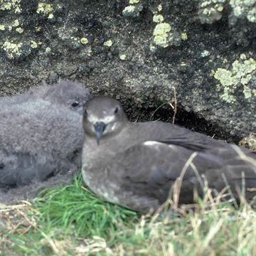 Kermadec Petrel