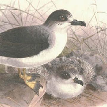 Juan Fernandez Petrel