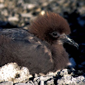 Pterodroma ultima