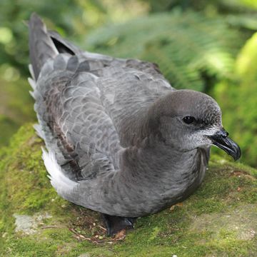 Pterodroma solandri