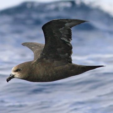 Langflügelsturmvogel