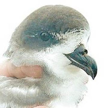 Bermuda Petrel