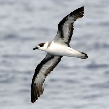 Black-capped Petrel