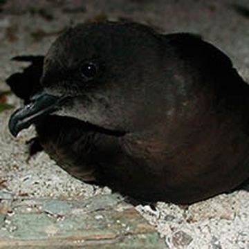 Bulwer's Petrel