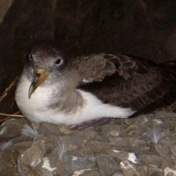 Cory's Shearwater