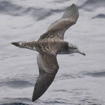 Streaked Shearwater