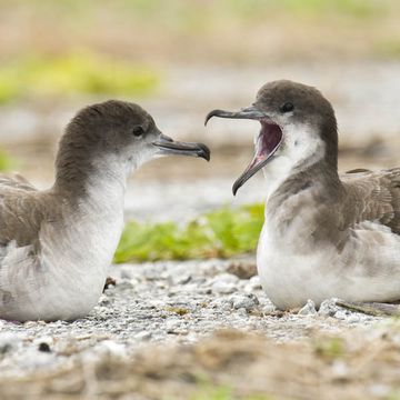 Wedge-tailed Shearwater