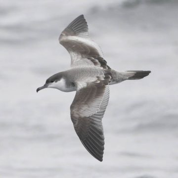 Puffinus bulleri