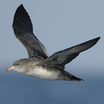 Pink-footed Shearwater