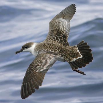 Great Shearwater